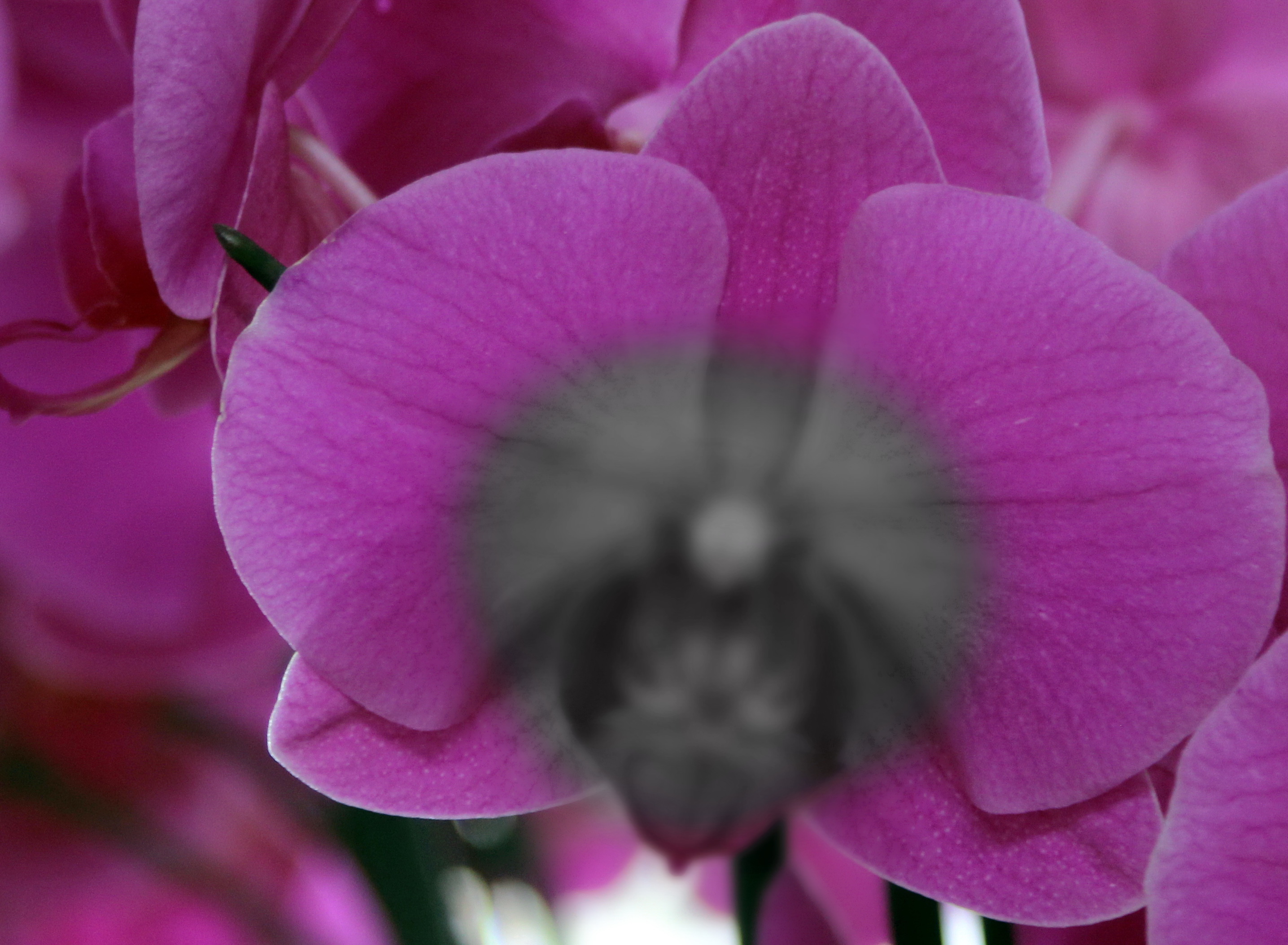 Пятно в центре