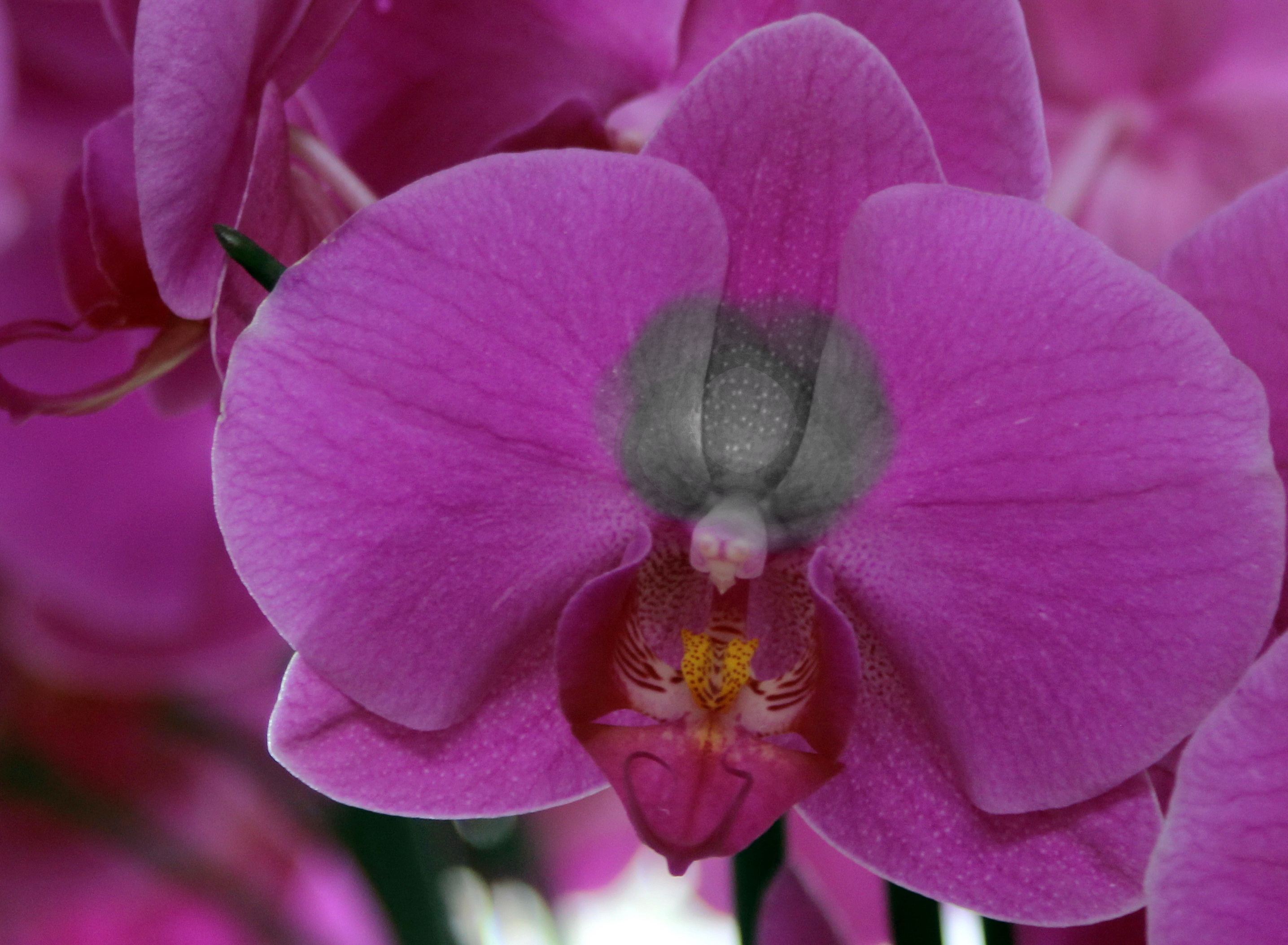 Пятно сверху