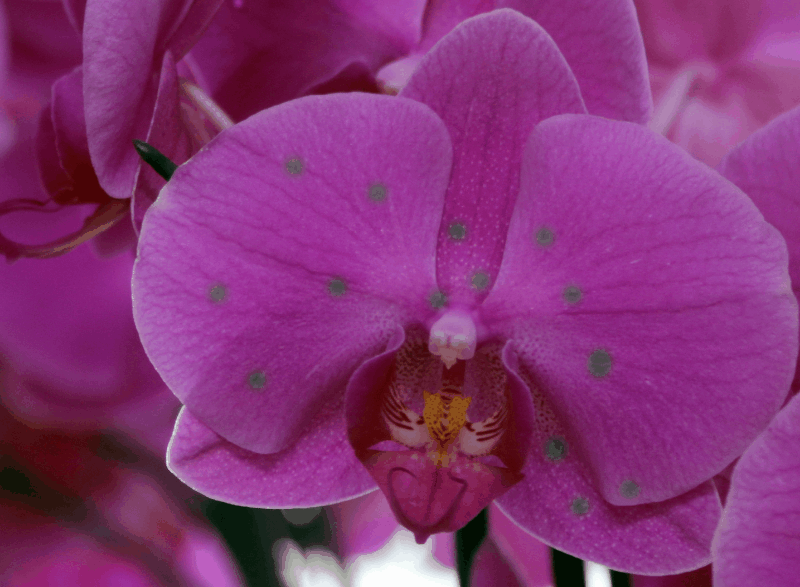 Плавающие помутнения